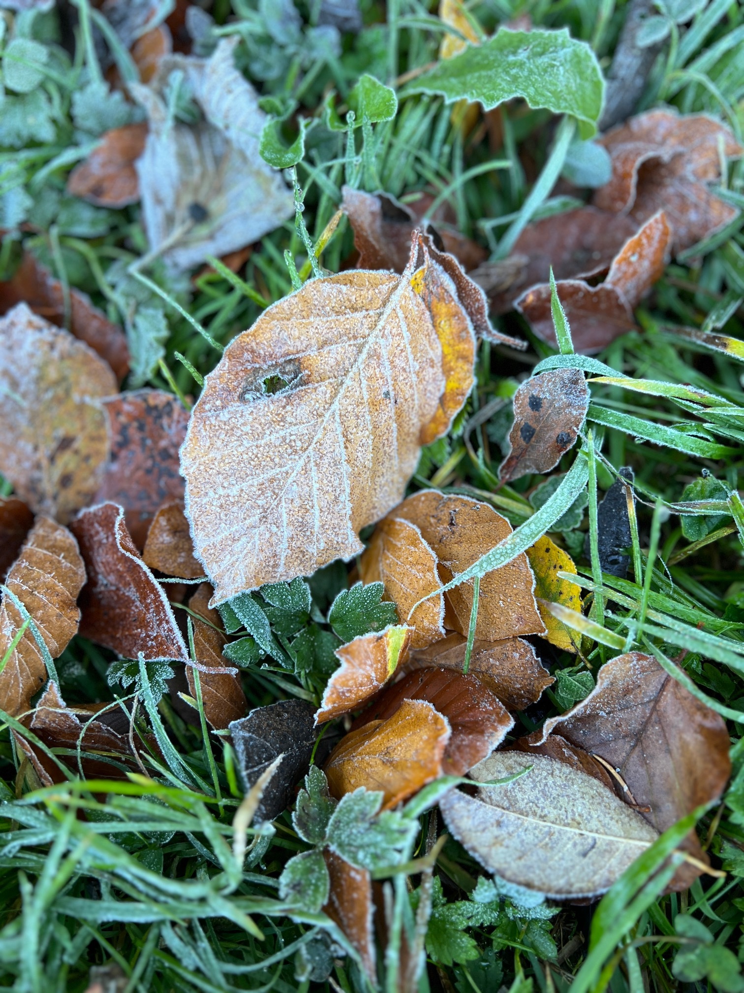 herbst2.jpg